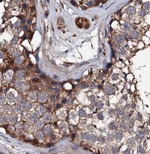 USP50 Antibody - BSA Free