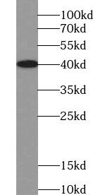 USP50 Antibody - BSA Free