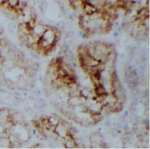 USP49 Antibody - BSA Free