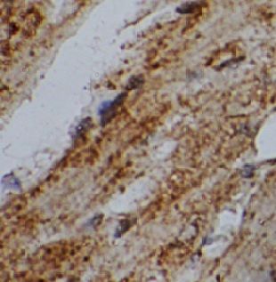 USP38 Antibody - BSA Free