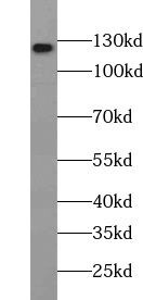 USP36 Antibody - BSA Free