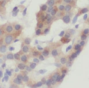 USP32 Antibody - BSA Free