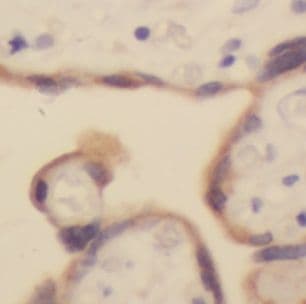 USMG5 Antibody - BSA Free