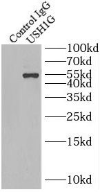 USH1G Antibody - BSA Free