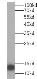 Uroguanylin Antibody - BSA Free