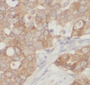 UQCRH Antibody - BSA Free