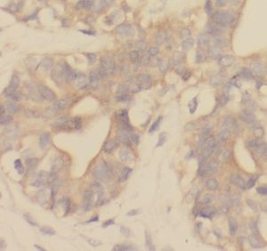 UQCRB Antibody - BSA Free
