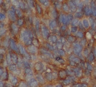MNF1 Antibody - BSA Free