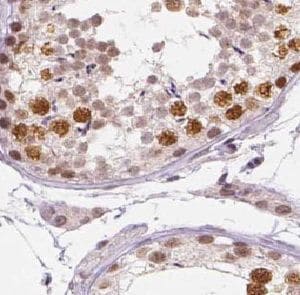UPF3A Antibody - BSA Free