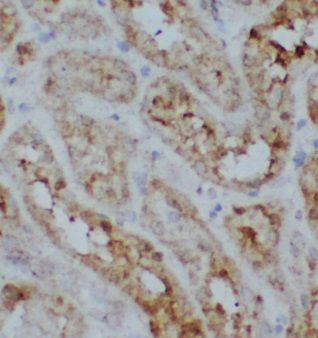 UNC45A Antibody - BSA Free
