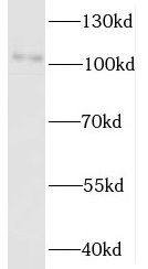 UNC45A Antibody - BSA Free