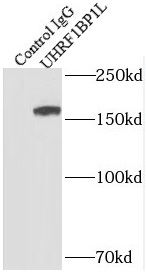 UHRF1BP1L Antibody - BSA Free