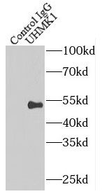 KIST Antibody - BSA Free