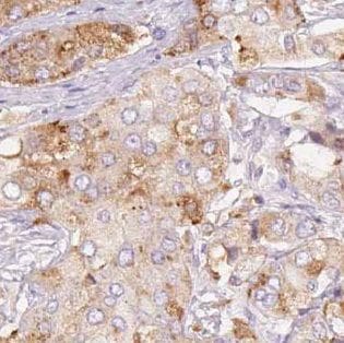 KIST Antibody - BSA Free