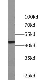 KIST Antibody - BSA Free