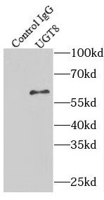 UGT8 Antibody - BSA Free