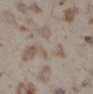 UGT8 Antibody - BSA Free