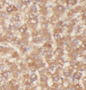UGT2B7 Antibody - BSA Free