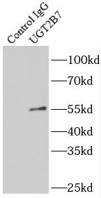 UGT2B7 Antibody - BSA Free