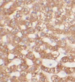 UGT2B4 Antibody - BSA Free