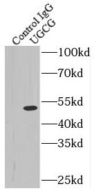 UGCG Antibody - BSA Free