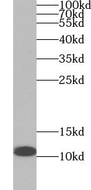 UQCR10 Antibody - BSA Free