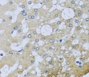 UQCR10 Antibody - BSA Free