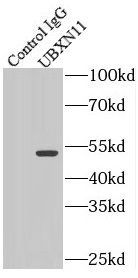 UBXD5 Antibody - BSA Free