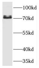 UBQLN3 Antibody - BSA Free