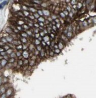 UBN1 Antibody - BSA Free