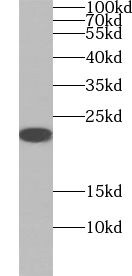 UBL4B Antibody - BSA Free