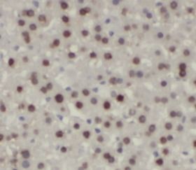 Ubiquitin C Antibody - BSA Free