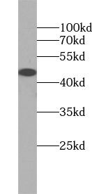 Tuftelin 1 Antibody - BSA Free