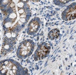 GCP4 Antibody - BSA Free