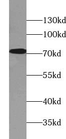 GCP4 Antibody - BSA Free