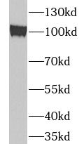 TUBGCP3 Antibody - BSA Free