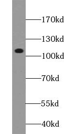 TTI1 Antibody - BSA Free