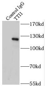 TTI1 Antibody - BSA Free