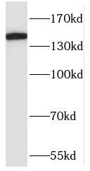 POLR3A Antibody - BSA Free