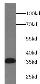 EMC2 Antibody - BSA Free