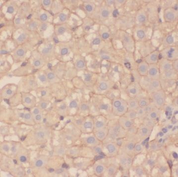TSR2 Antibody - BSA Free