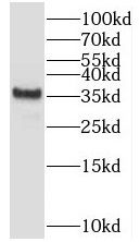 TSPAN10 Antibody - BSA Free