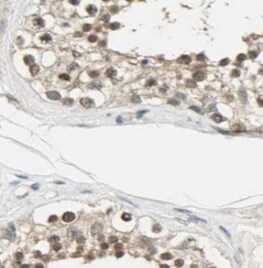 TSNAXIP1 Antibody - BSA Free
