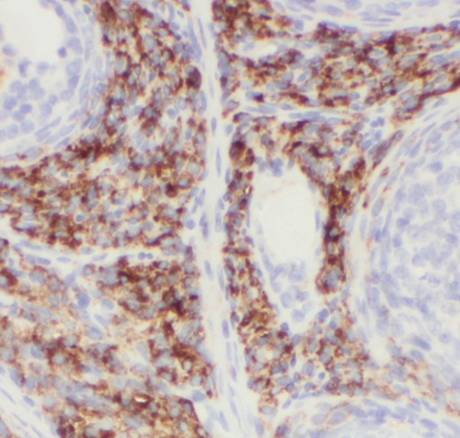 GPI8 Antibody - BSA Free