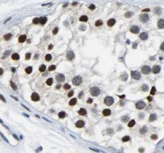 TSGA14 Antibody - BSA Free
