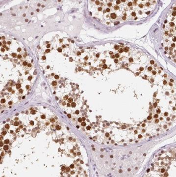 TSGA13 Antibody - BSA Free