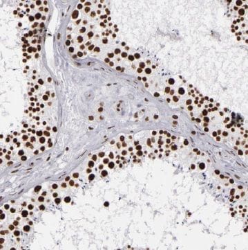 CGI-09 Antibody - BSA Free