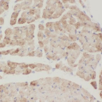 MURF3 Antibody - BSA Free