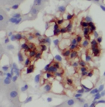 PAAF1 Antibody - BSA Free