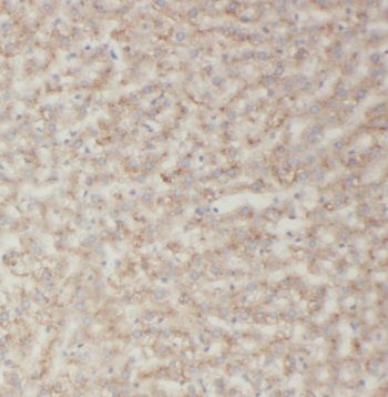 TRIM14 Antibody - BSA Free